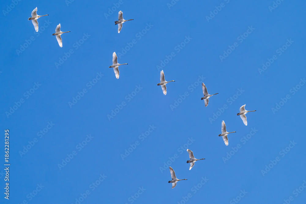 Obraz premium flying swans against a blue sky