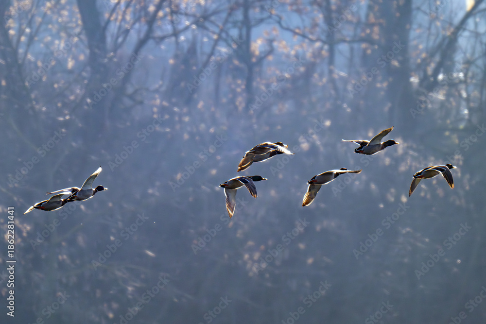 Obraz premium ducks flying over a river