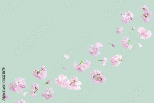 Spring pink cherry blossom flowers on a pastel green background with large copy space for text.  