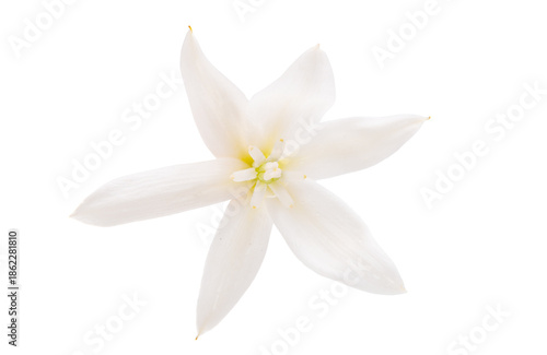 White yucca flower isolated