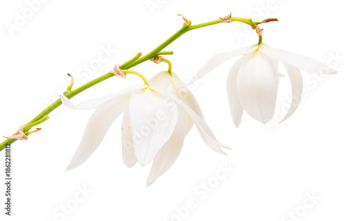 White yucca flower isolated