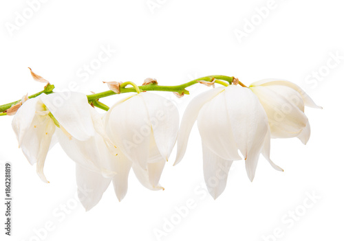 White yucca flower isolated