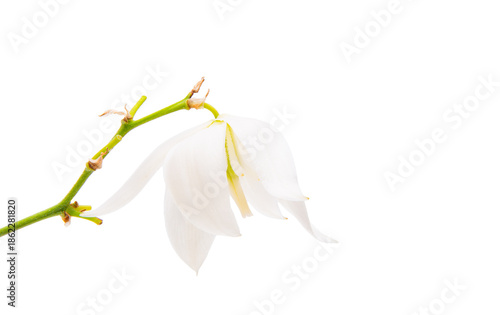 White yucca flower isolated