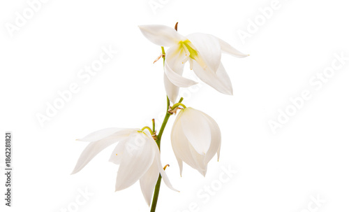 White yucca flower isolated