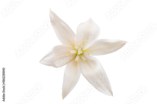 White yucca flower isolated