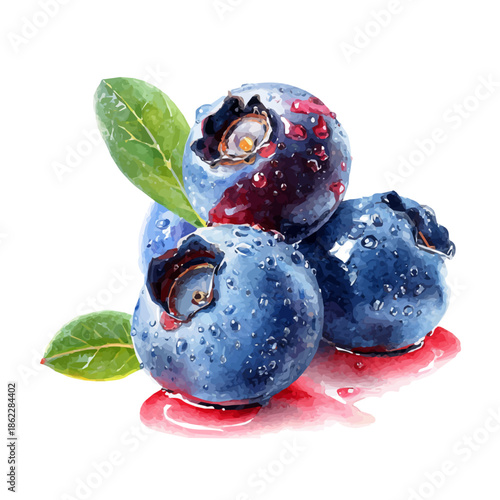Watercolor-style vector illustration of Bilberry Slices, isolated on a clean white background.