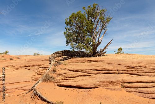Isolated Juniper Tree on Orange Sandstone Rock