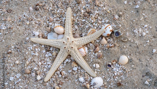 Starfish Rests Among Shells on Sandy Beach During Daylight Hours in Coastal Area