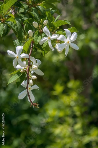 White Flowers Hang From a Green Branch on a Sunny Day in a Garden Setting