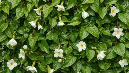 White Flowers Bloom Among Green Leaves in a Garden Setting During Daylight