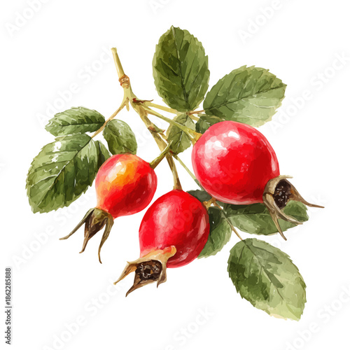 Watercolor-style vector illustration of Dog Rose Hip Slices, isolated on a clean white background.