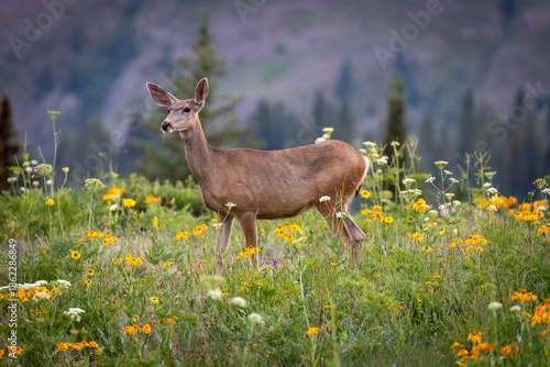 deer in the meadow
