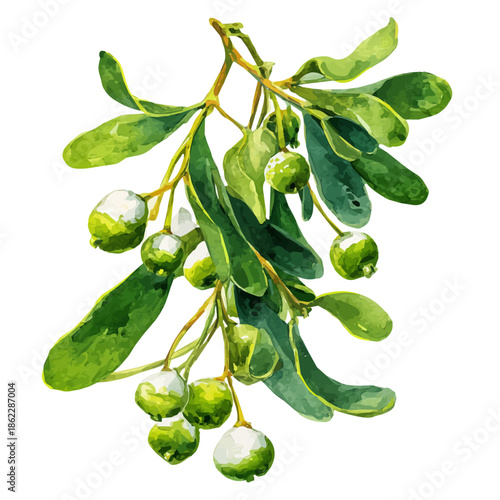 Watercolor painting of Mistletoe, vector illustration, isolated on white background.