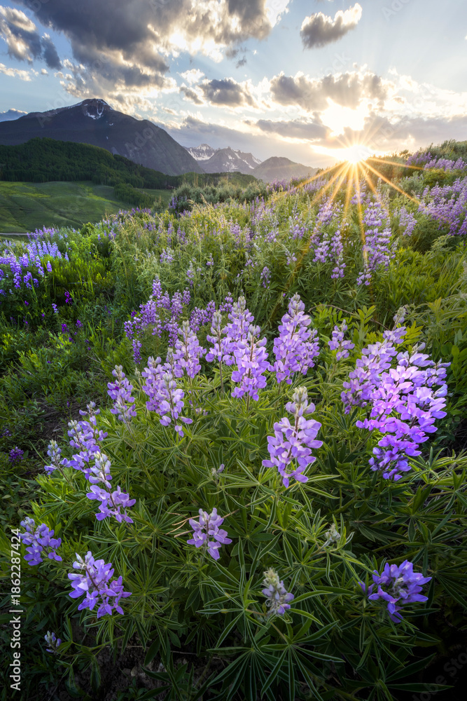 Obraz premium Lupine Sunstar
