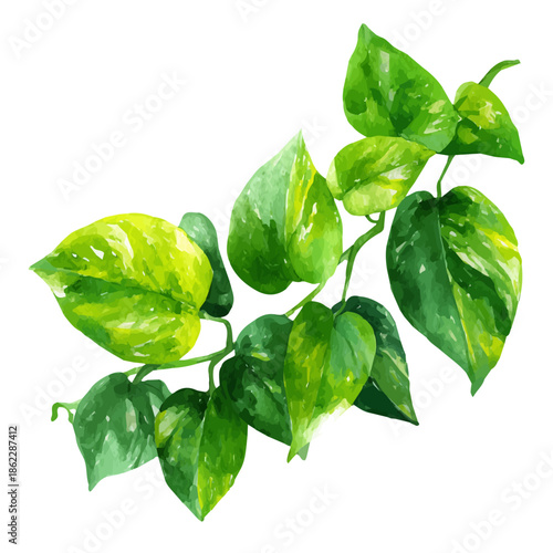 Jade Pothos, watercolor painting, vector illustration, isolated on a white background.