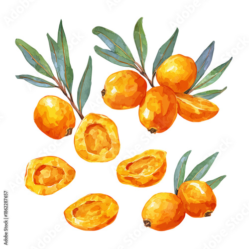 Sea Buckthorn Slices, watercolor painting, vector illustration, isolated on a white background.