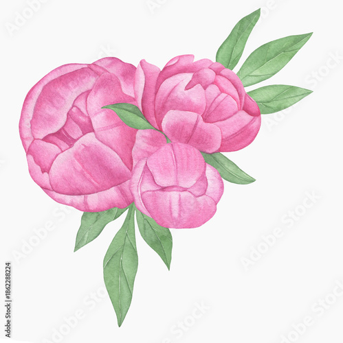 Hand painted floral elements set. Watercolor botanical illustration of peony and leaves.