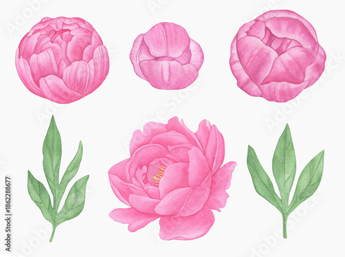 Hand painted floral elements set. Watercolor botanical illustration of peony and leaves.
