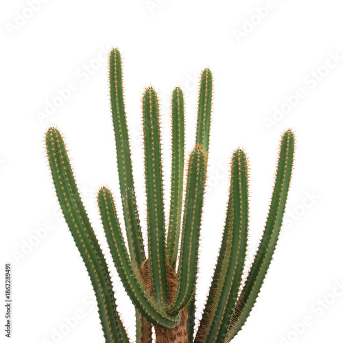 Cactus With Tall Green Stems in a Bright Setting Showing Natural Growth and U...