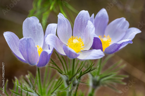 Pasque flower trio
