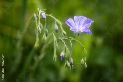 purple flowers in the field