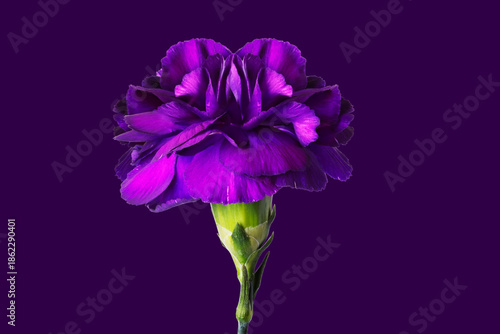Lilac carnation flower on a lilac background.