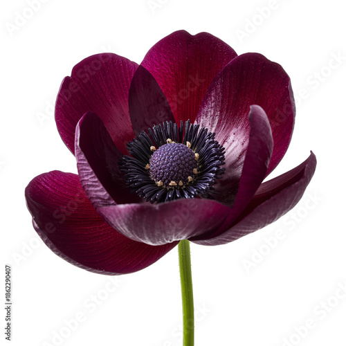 Dark Red Flower With Open Petals and a Central Cluster of Small Structures on...