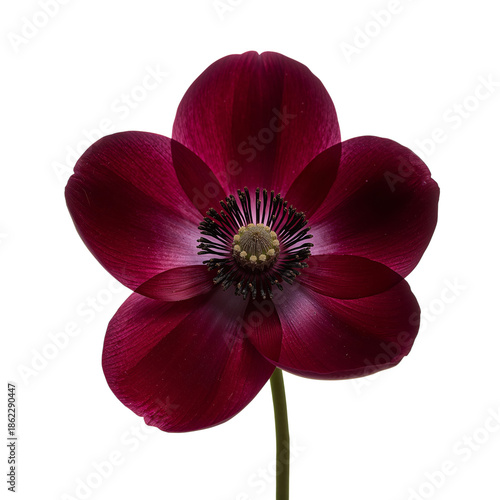 Dark Red Flower With Open Petals and a Central Cluster of Small Structures on...