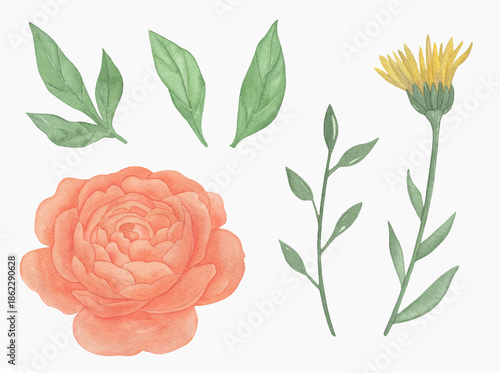 Watercolor set, orange rose flowers and leaves, floral branch