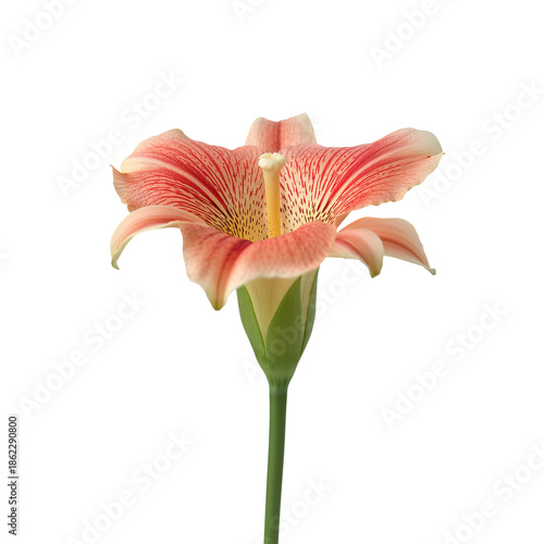 Flower With Red and Cream Petals Stands Tall Against a Plain Background in Br...