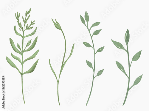 Watercolor Floral, watercolor green branches and leaves Illustration. Hand painted isolated on white background.
