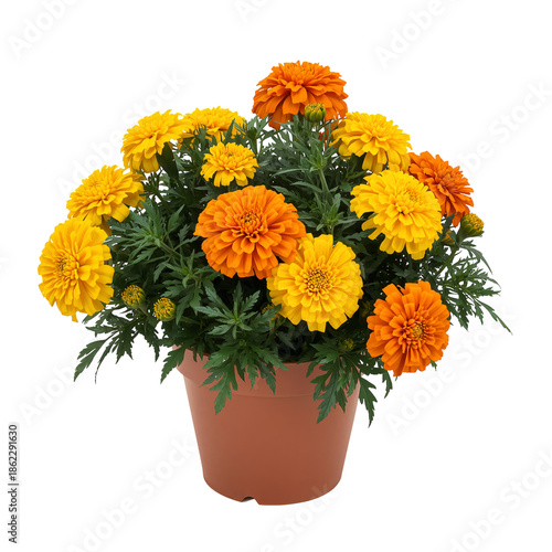 Bright Marigold Flowers in a Green Pot Placed on a Table Indoors With Sunny L...