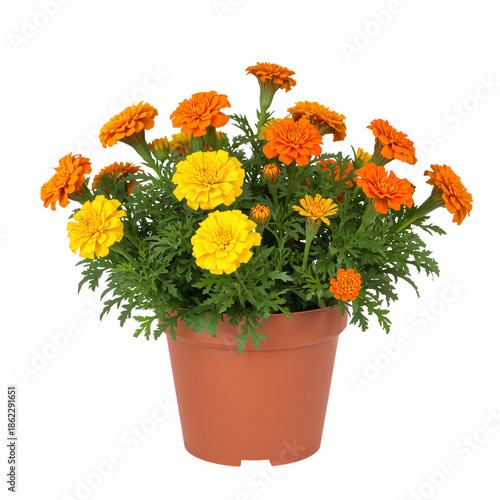Bright Marigold Flowers in a Green Pot Placed on a Table Indoors With Sunny L...