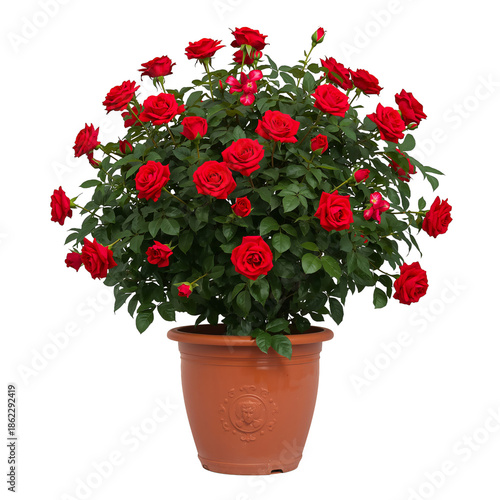 Bright Red Roses Grow in a Pot in a Garden During Daylight in Spring Season