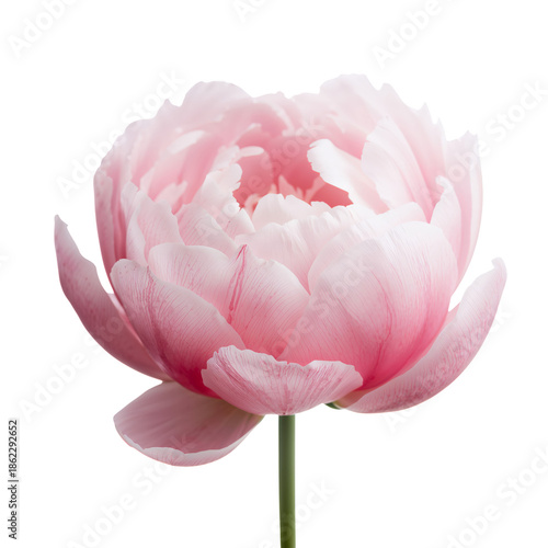 Pink Flower Blooms With Soft Petals in Natural Light During Daytime