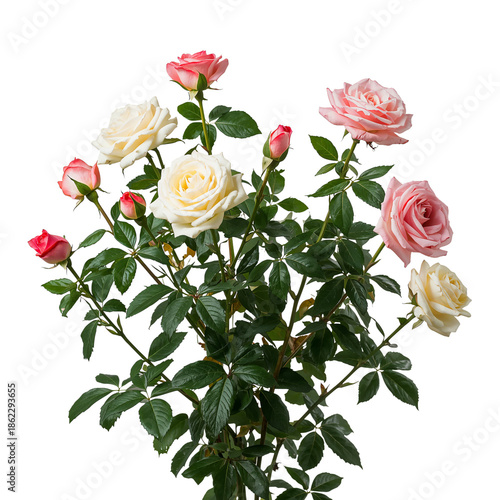 Roses in Full Bloom With Green Leaves Ready for Decoration and Gifting