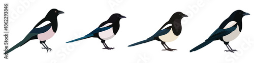 magpie bird avian wildlife species biology Flat Vector Illustration on Transparent Background