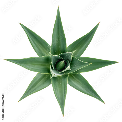 Green Aloe Vera Plant With Long Leaves Growing Straight up Under Bright Light