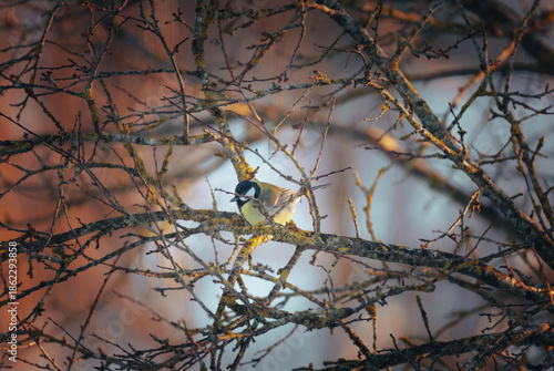 bird on a branch
