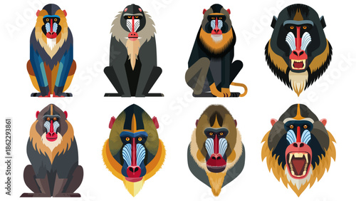 Mandrill primate monkey mammal Flat Vector Illustration on Transparent Background