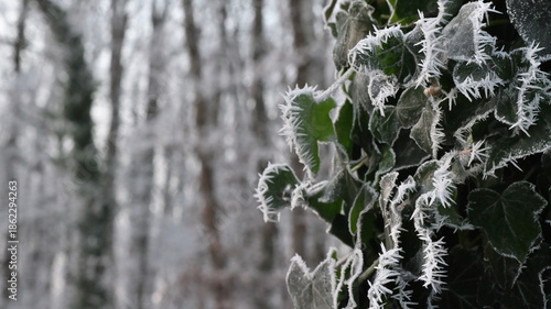 givre mou sur lierre
