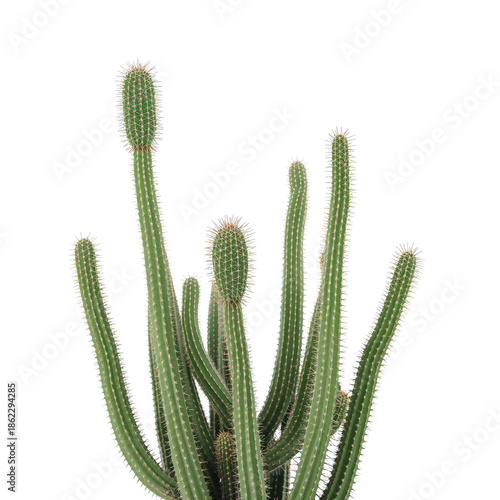 Cactus With Tall Green Stems in a Bright Studio Setting During Daylight Hours