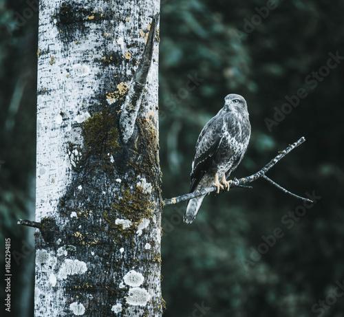 bird on a tree