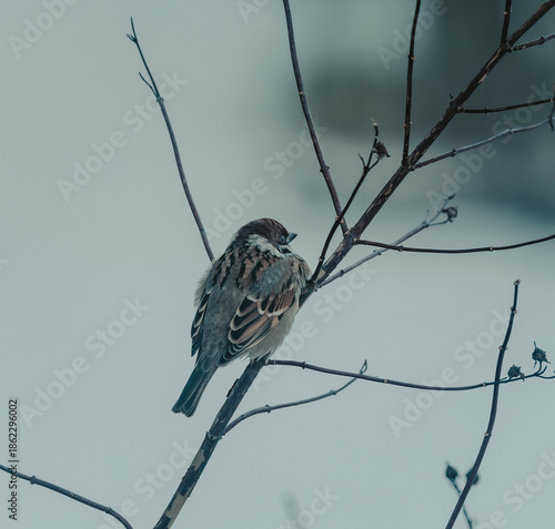 bird on a branch