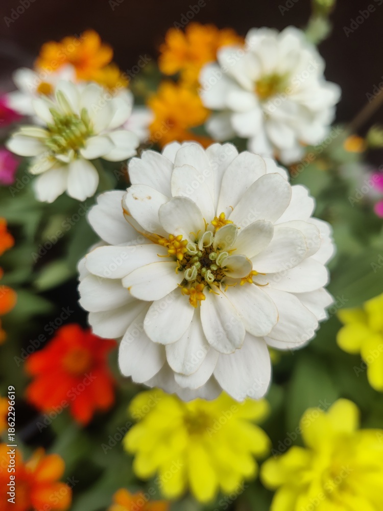 Fototapeta premium flowers 