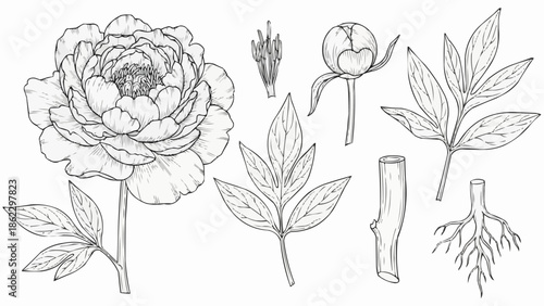 Botanical illustration of a peony flower and its parts.