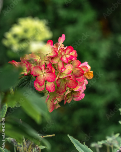 Red flowers in the garden. Red hydrangea flower.