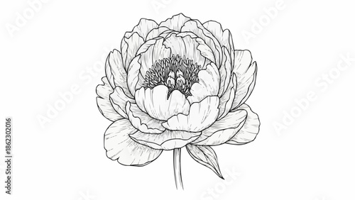 Detailed black and white sketch of a blooming peony flower.