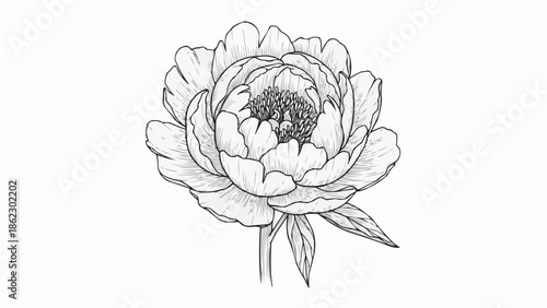 Detailed Pencil Sketch of a Peony Flower Blossom.