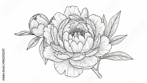 Detailed sketch of a blooming peony flower with buds and leaves.